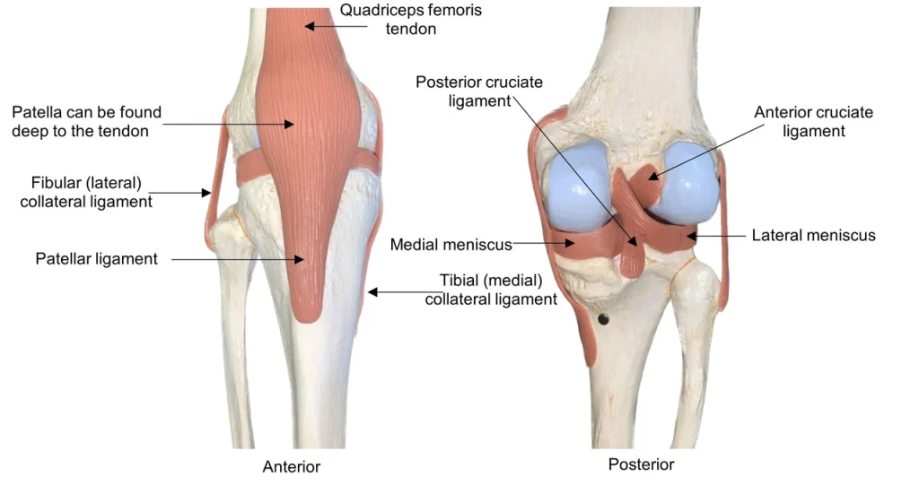 budova-suhloba-anatomichni-osoblyvosti-ta-funktsionalni-mekhanizmy-4e1d
