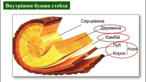 kambii-tse-budova-funktsii-ta-znachennia-u-rosti-derevnykh-roslyn-8eee
