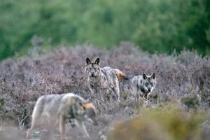 shcho-oznachaie-slovo-lobo-ispanskyi-vovk-i-lehenda-dykoi-pryrody-c053