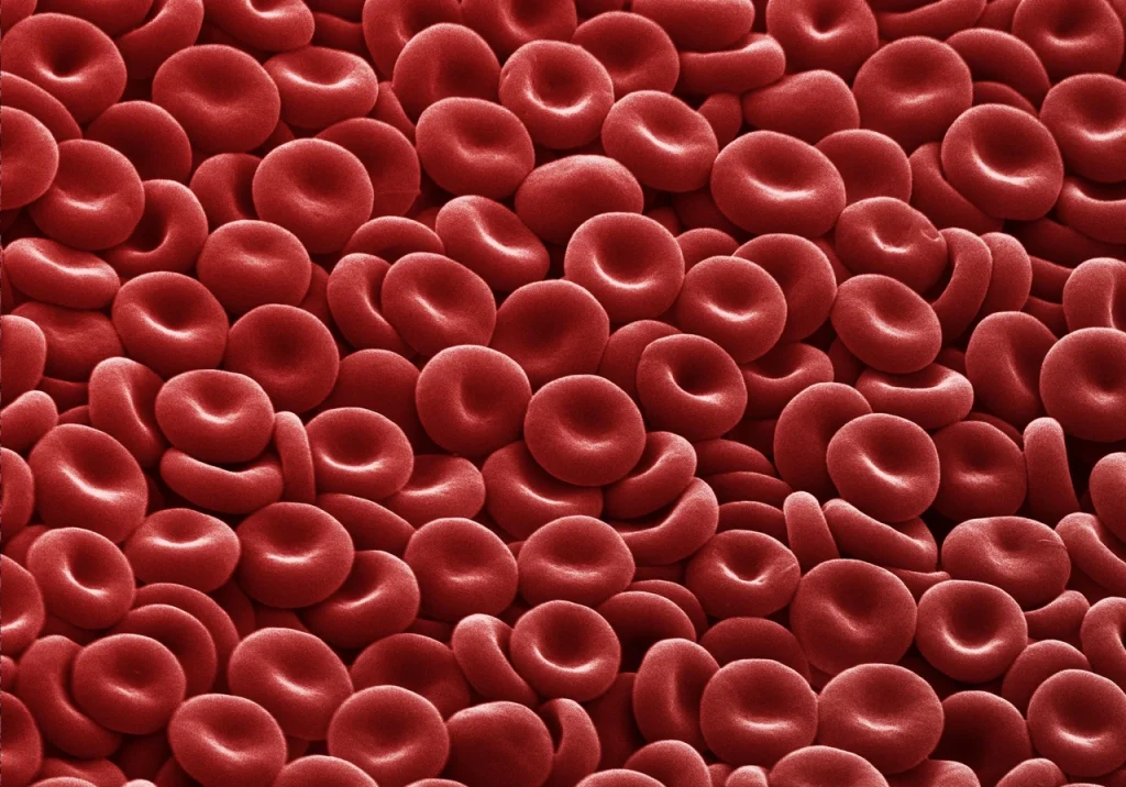 shcho-take-erytrotsyty-budova-funktsii-ta-rol-u-zabezpechenni-kysnem-orhanizmu-2255