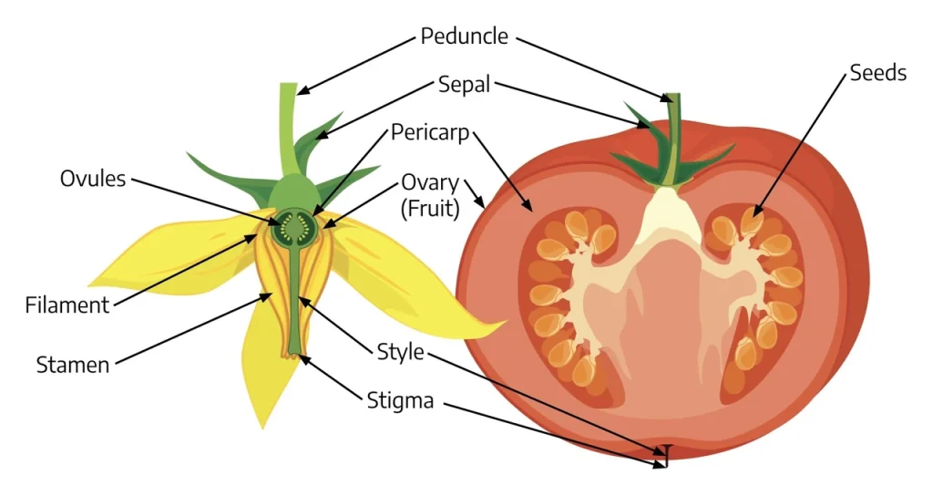 shcho-take-plid-botanichne-vyznachennia-budova-ta-riznovydy-plodiv-a59c