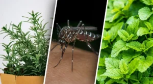 choho-boiatsia-komari-naukovi-fakty-ta-efektyvni-sposoby-zakhystu-153a