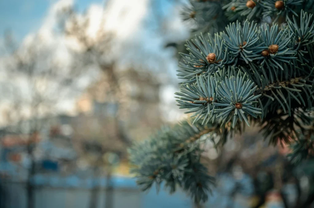 chomu-ialynka-ne-skydaie-holok-naukove-poiasnennia-adaptatsii-vichnozelenykh-der-34c1