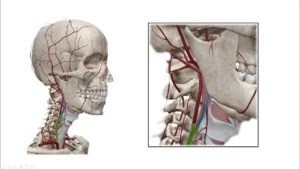 de-znakhodytsia-sonna-arteriia-tochna-anatomiia-shyi-ba39