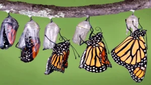 iak-husenytsia-peretvoriuietsia-na-metelyka-povnyi-metamorfoz-86f1