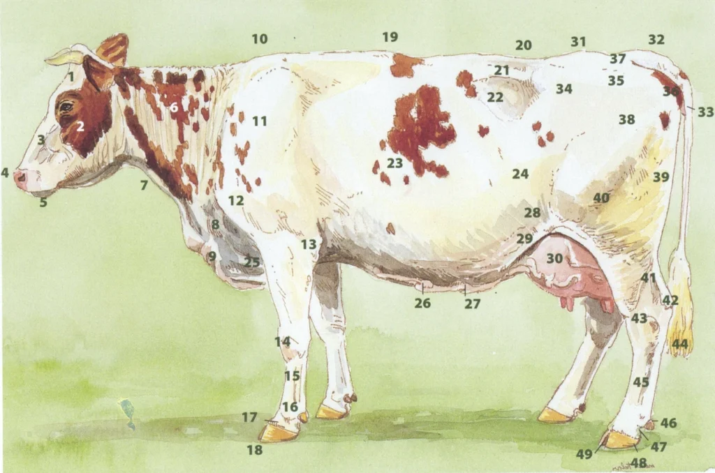 iak-vyhliadaie-korova-anatomiia-zovnishnosti-ta-budova-tila-7d6a