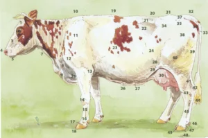 iak-vyhliadaie-korova-anatomiia-zovnishnosti-ta-budova-tila-7d6a