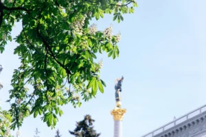 kashtany-symvol-kyieva-pozhyvnyi-produkt-i-derevo-dlia-vashoho-sadu-b324