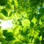 Листя здається зеленим тому що воно відбиває зелене світло