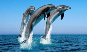 Дельфіни Чорного моря вистрибують з води біля Зміїного