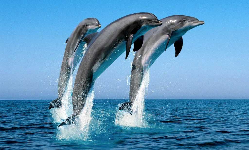 Дельфины Черного моря выпрыгивают из воды у острова Змеиный