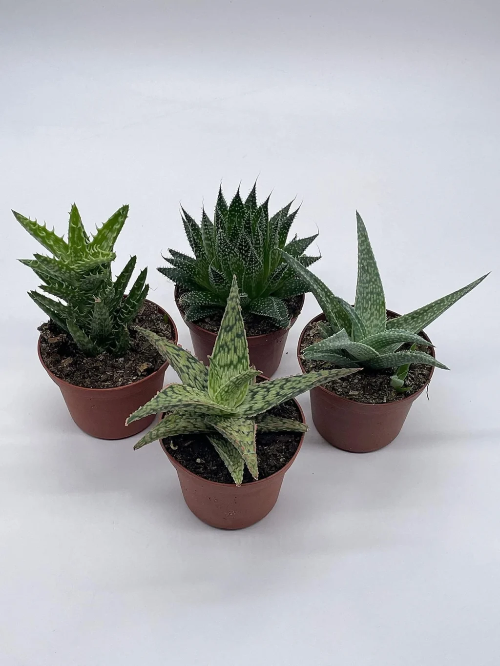riznovydy-aloe-hid-po-vydakh-dlia-domu-i-zdorovia-80b2