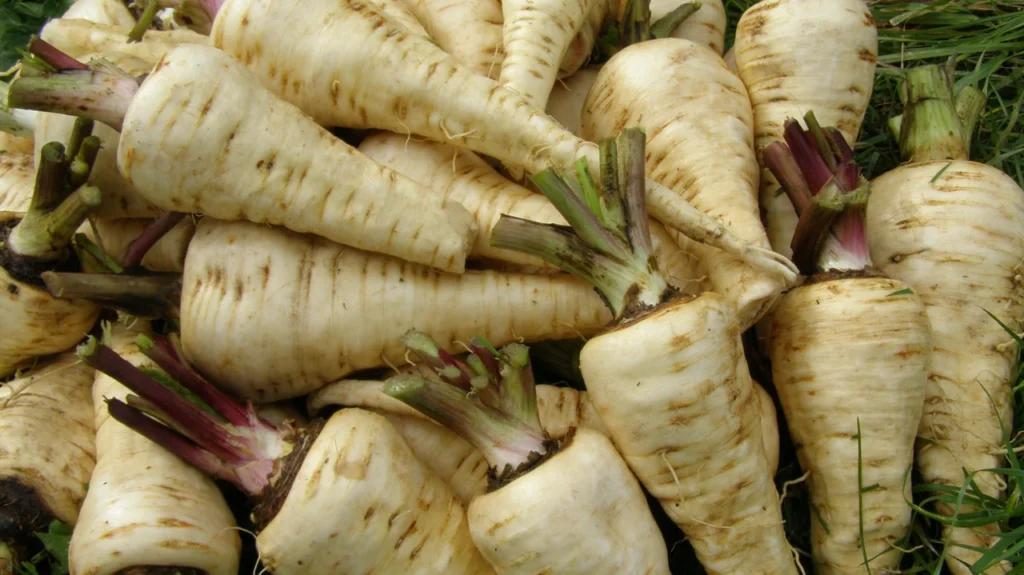 chym-korysnyi-korin-pasternaku-dlia-zdorovia-0083