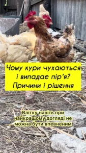 chym-kropyty-kuriachi-voshi-u-sarai-dozy-i-poriadok-a620