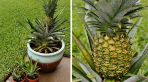 iak-roste-ananas-povnyi-tsykl-vid-verkhivky-do-styhloho-plodu-9487