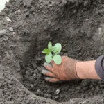 Як садити огірки на городі: щоб виросли соковиті і хрусткі