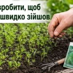 Як сіяти кріп, щоб швидко зійшов: перевірені лайфхаки