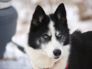 laika-i-khaski-riznytsia-kliuchovi-vidminnosti-porid-ce40
