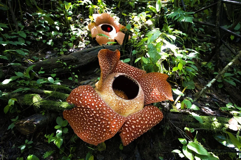 naibilsha-kvitka-v-sviti-rafleziia-arnoldi-6988