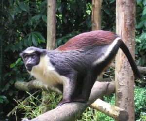 shcho-idiat-mavpy-v-dykii-pryrodi-ta-zooparkakh-c27d