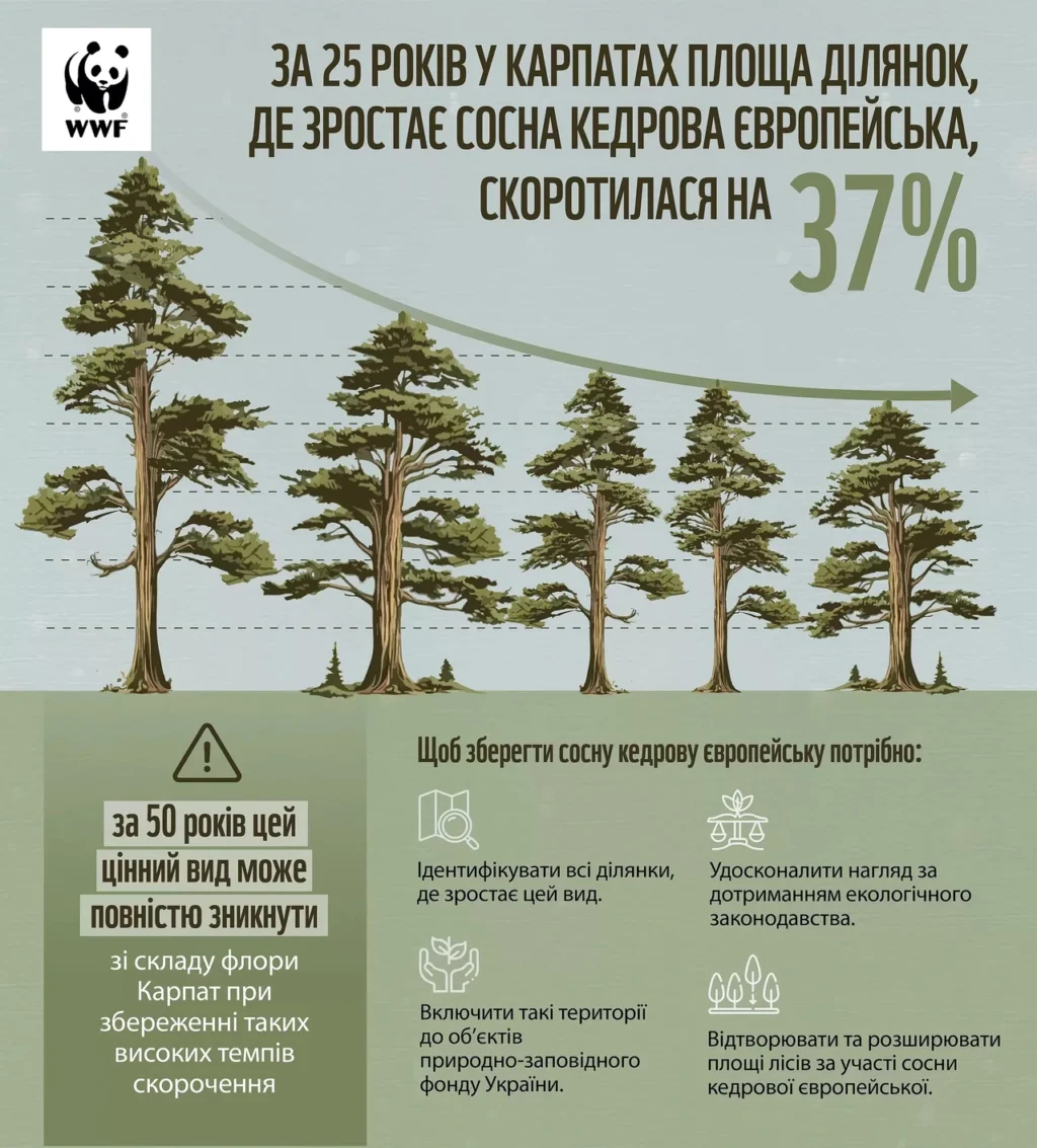 smereka-derevo-opys-osoblyvosti-ta-znachennia-v-karpatakh-d9eb
