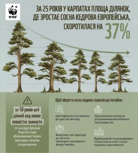 smereka-derevo-opys-osoblyvosti-ta-znachennia-v-karpatakh-d9eb