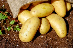 spryiatlyvi-dni-dlia-posadky-kartopli-3fb2