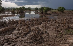Засохлі стебла рослин на багнистій землі біля ставка під грозовими хмарами